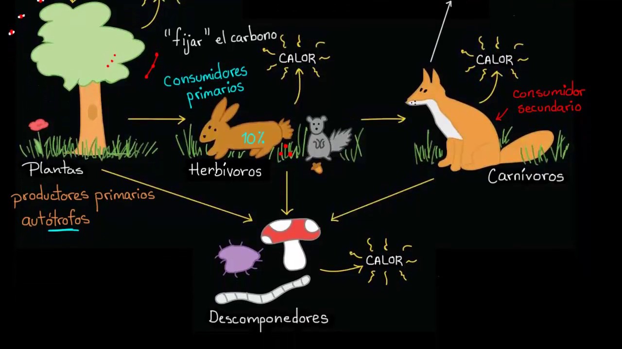 ciclo de la materia en los ecosistemas