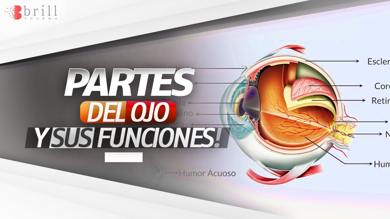 como funciona el ojo humano y sus partes