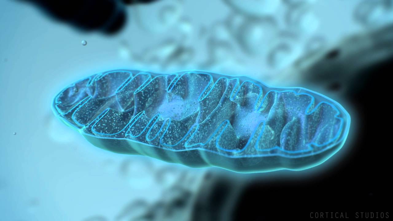 cyanide inhibits mitochondrial function as a result the rate of