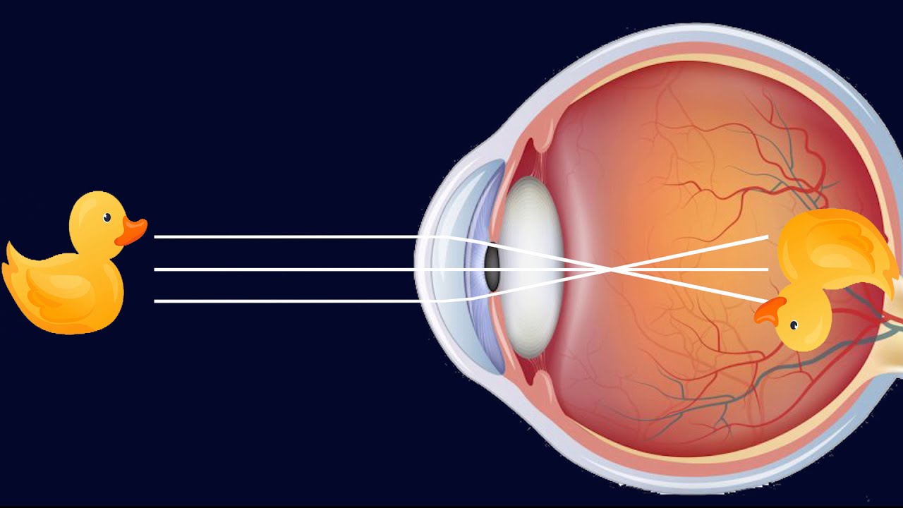 el ojo optica de la vision