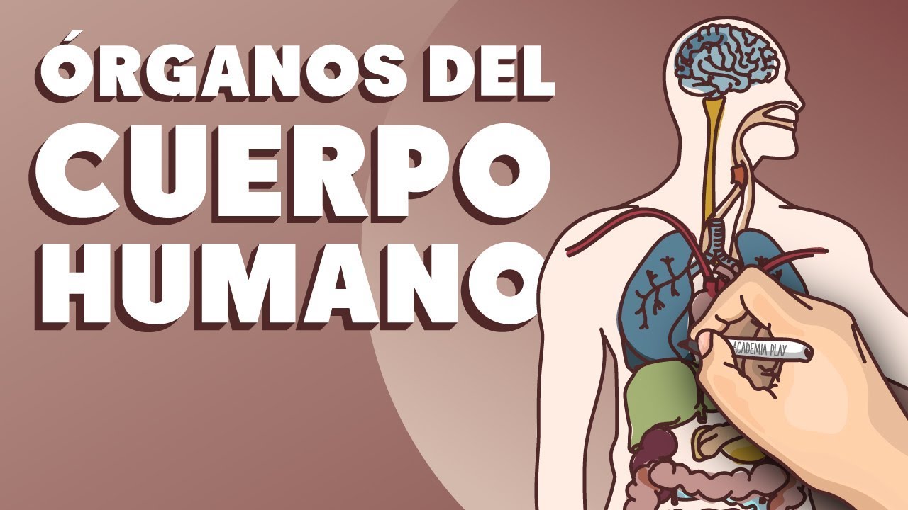 partes del cuerpo que empiece con s