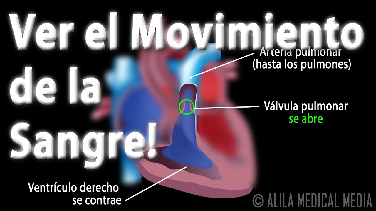 a que velocidad bombea sangre el corazon