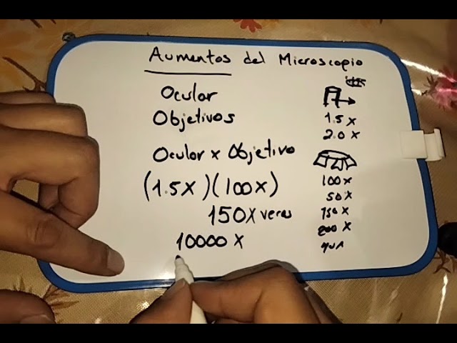 como se calcula el aumento total de un microscopio