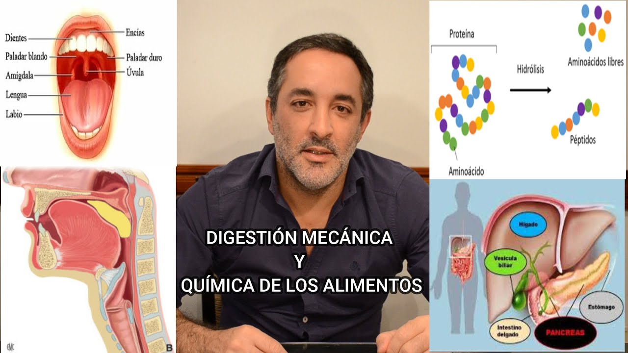 diferencia entre digestion fisica y quimica