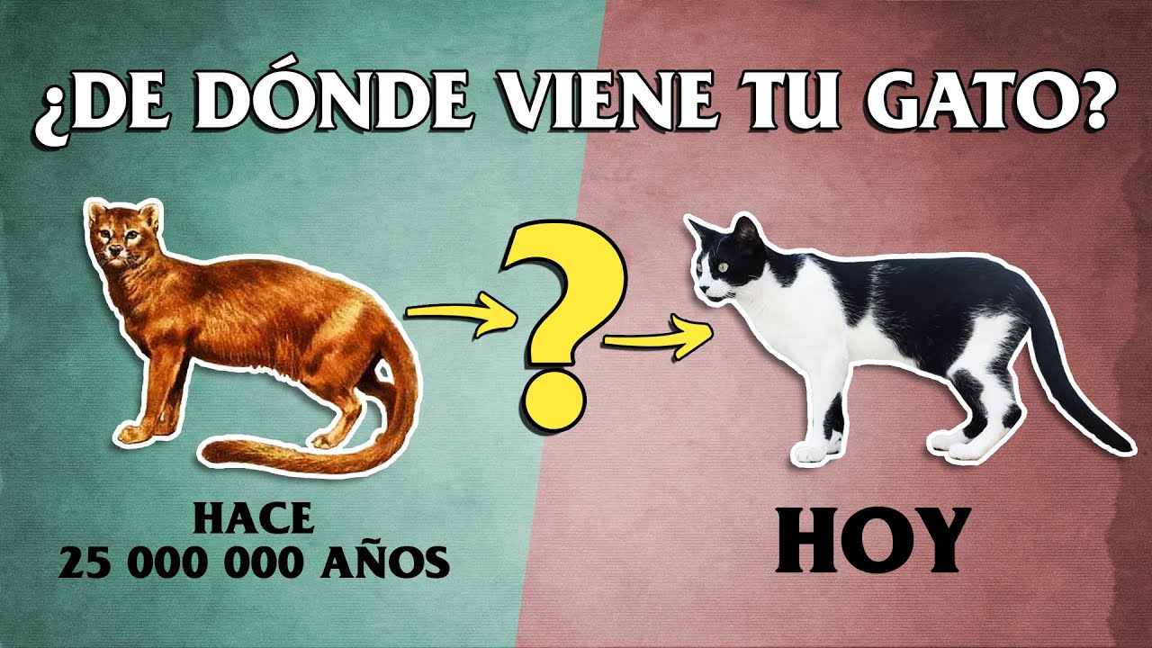 evolución del gato línea del tiempo