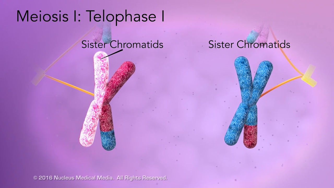 homologous chromosomes pair up and form tetrad