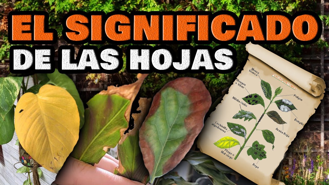 a mi planta se le caen las hojas verdes