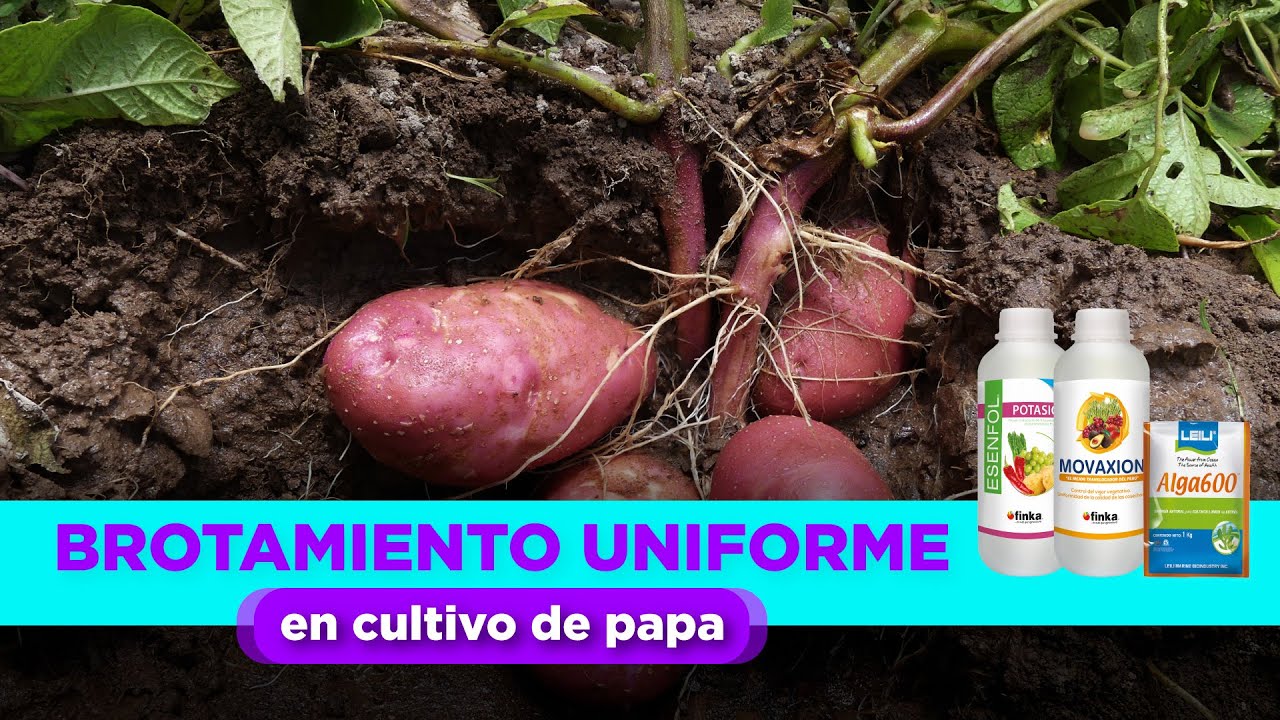 aditivos de crecimiento para cultivo en tierra