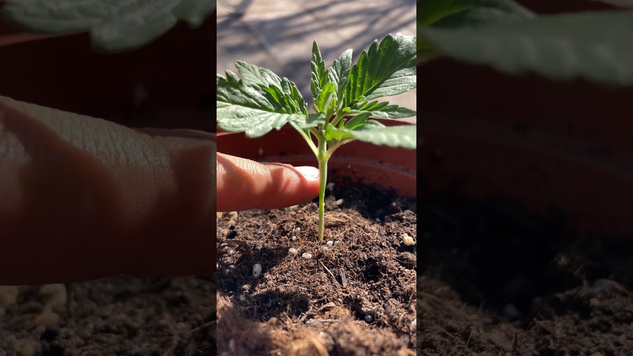 aditivos de raíces para el cultivo en tierra