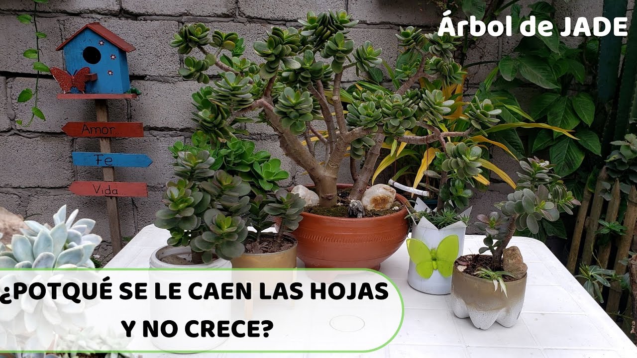 arbol de jade se caen hojas
