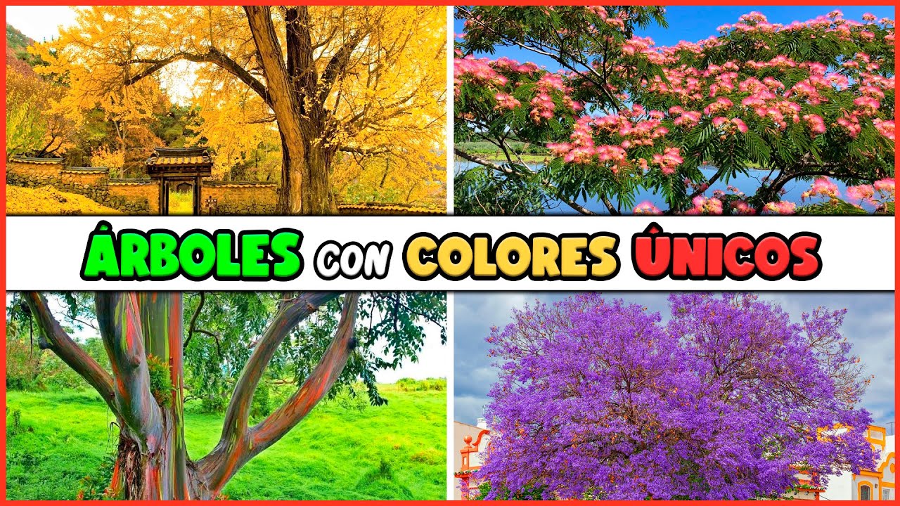 arbol que se pone amarillo en otoño