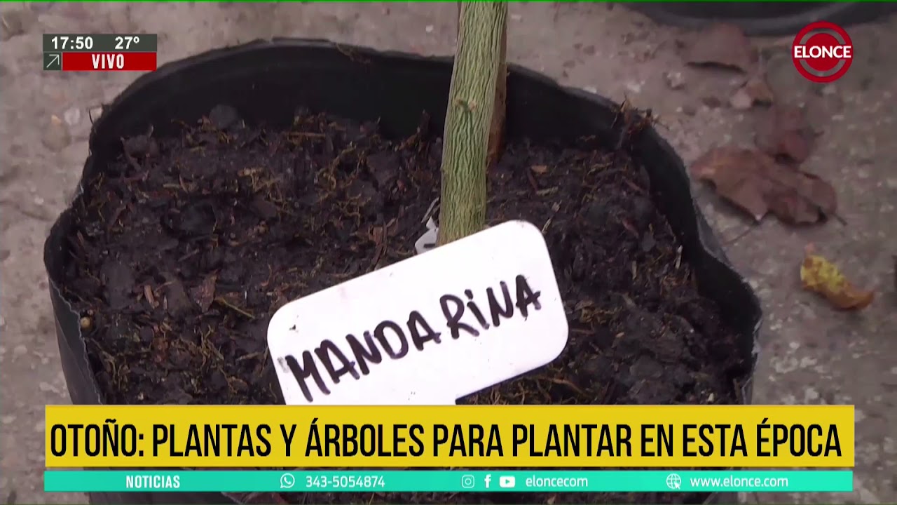 arboles frutales para plantar en otoño