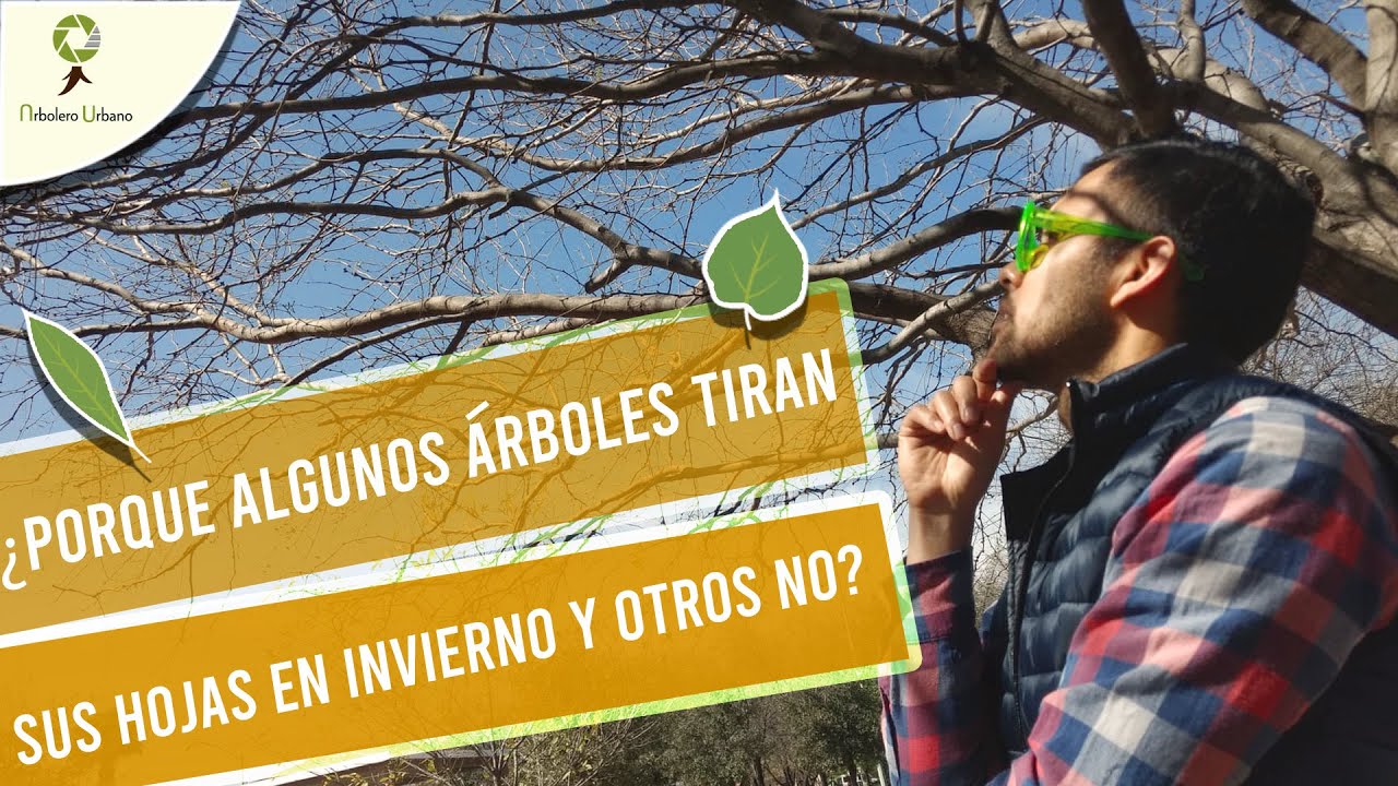 arboles que pierden las hojas en invierno