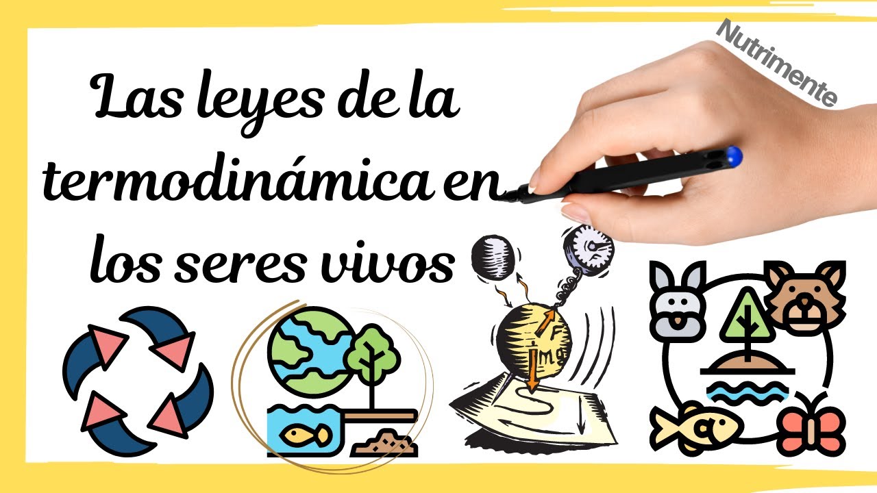 cuales son las leyes de la termodinamica en biologia