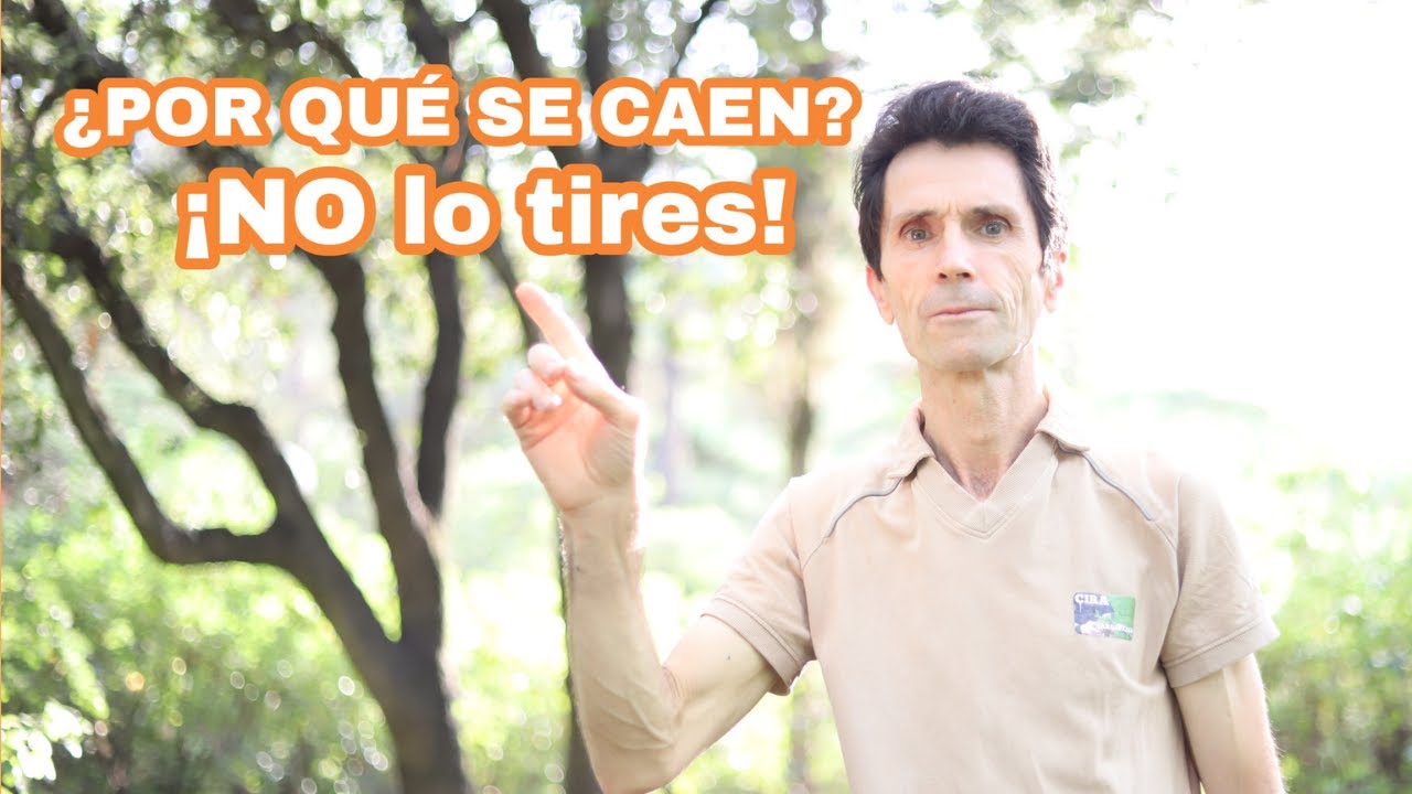 cuando se caen las hojas de los arboles