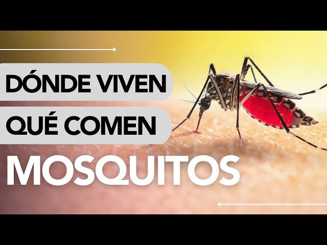 de q se alimentan los mosquitos