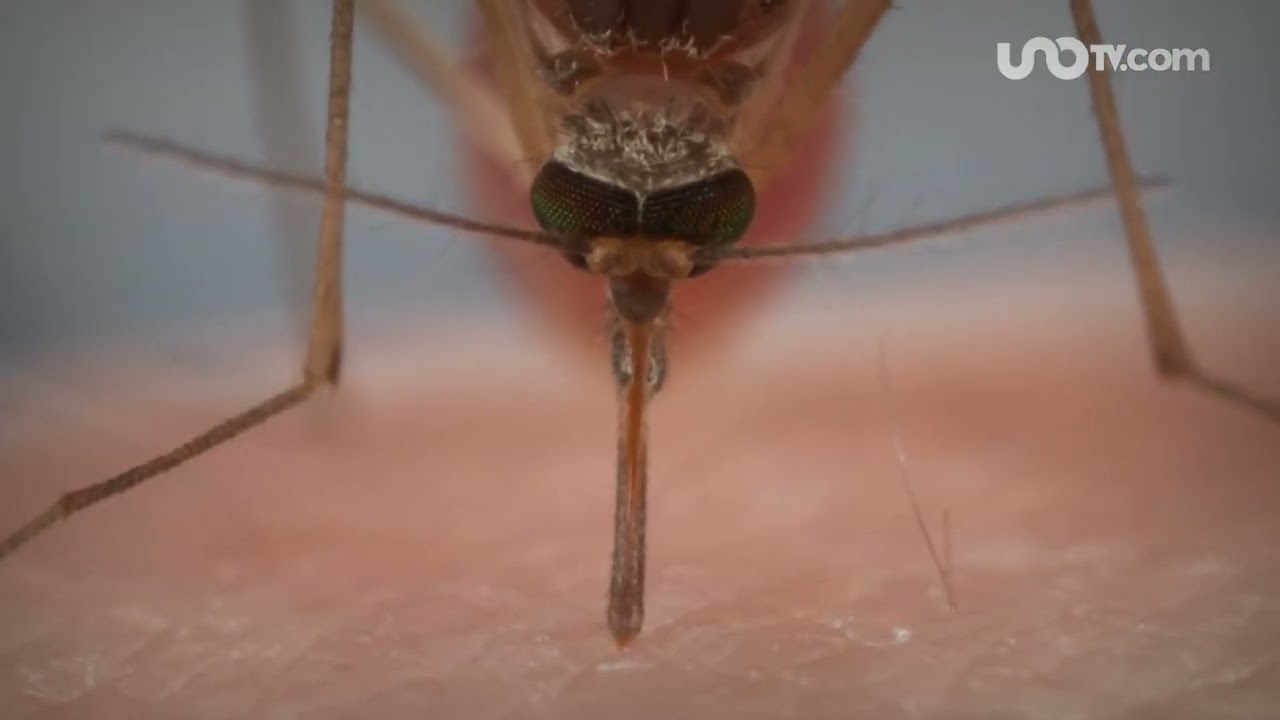de que se alimentan los mosquitos machos