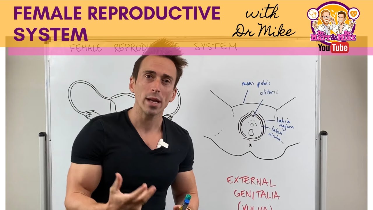 female reproductive system diagram black and white