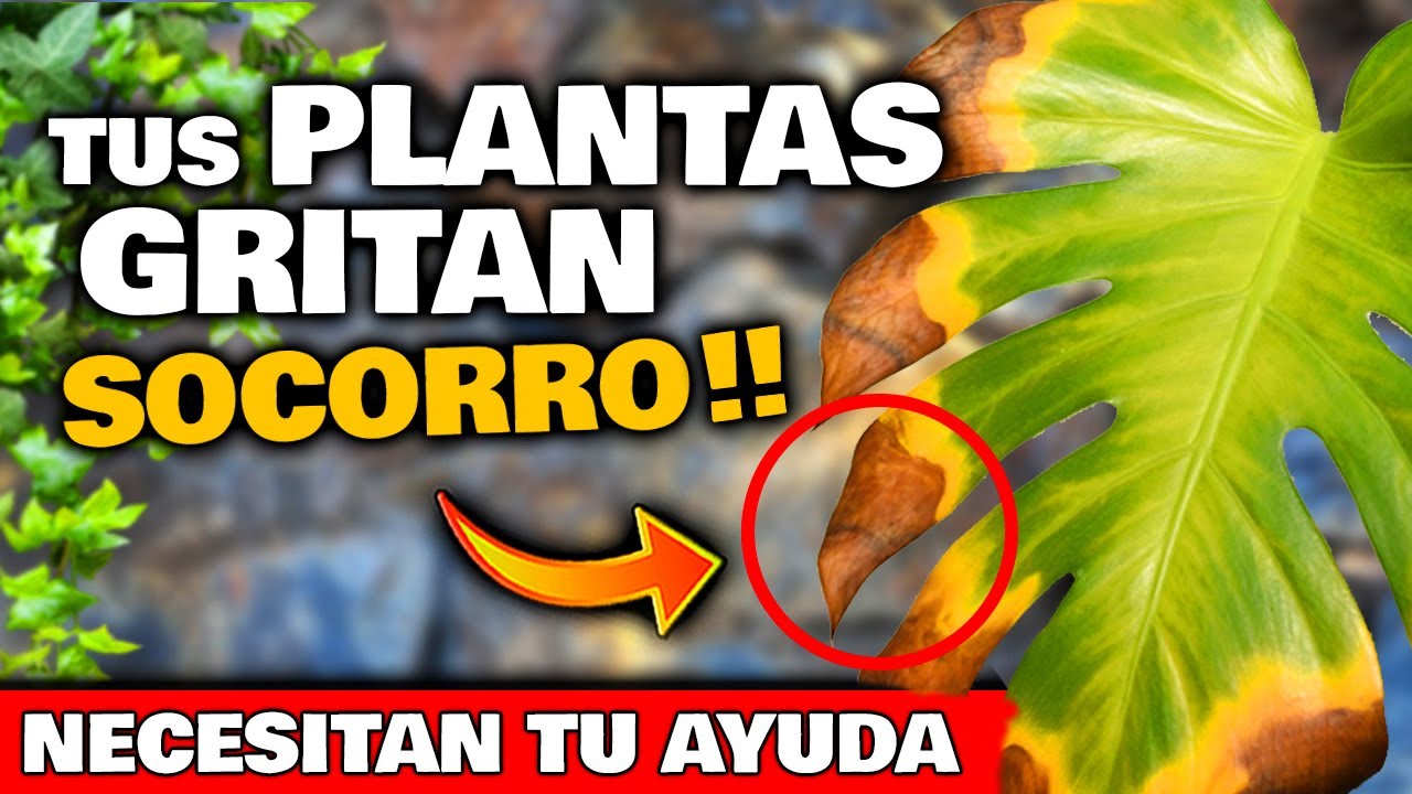 hojas marrones en plantas de interior