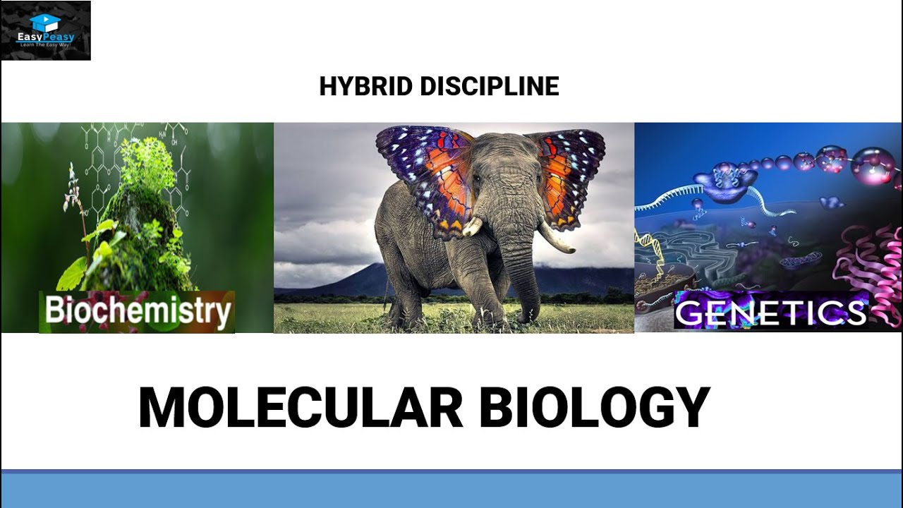 molecular biology of the cell 3rd edition