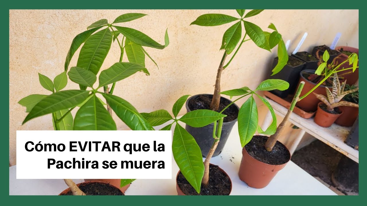 pachira aquatica porque se le caen las hojas