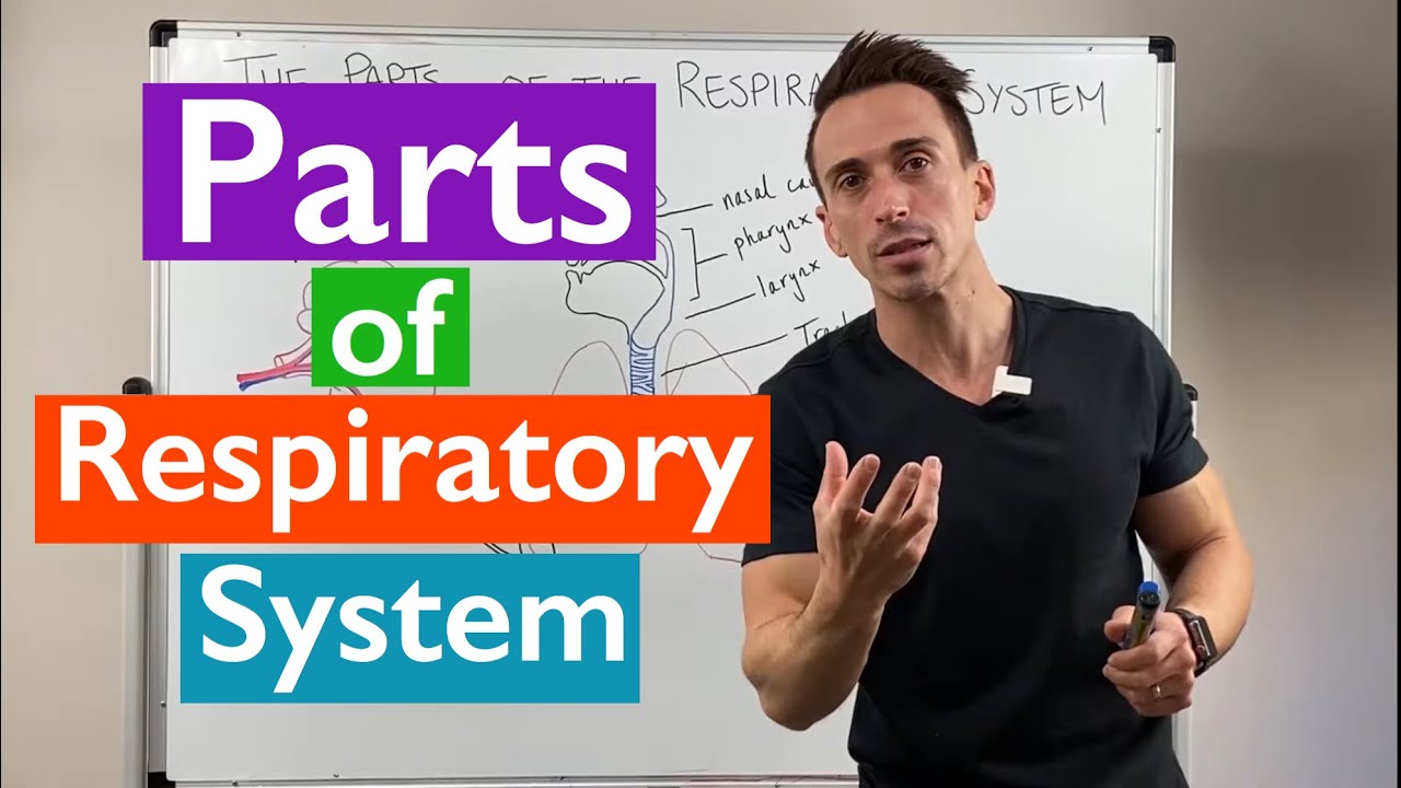 parts of the respiratory system worksheet