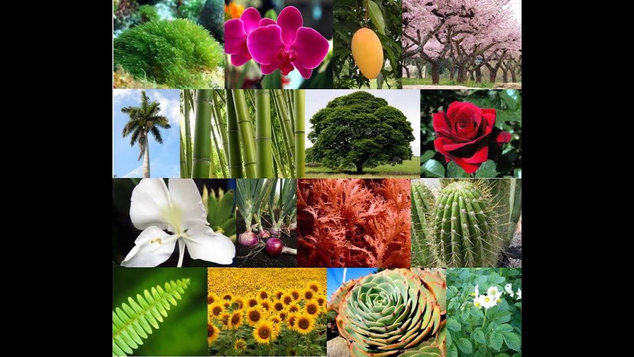 plantas antiguas que habitan en el planeta