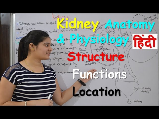 structure and function of kidney ppt